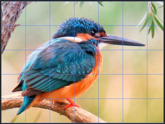 méthode du quadrillage pour réussir facilement ses dessin pastel d'un oiseau par Céline Vasseur