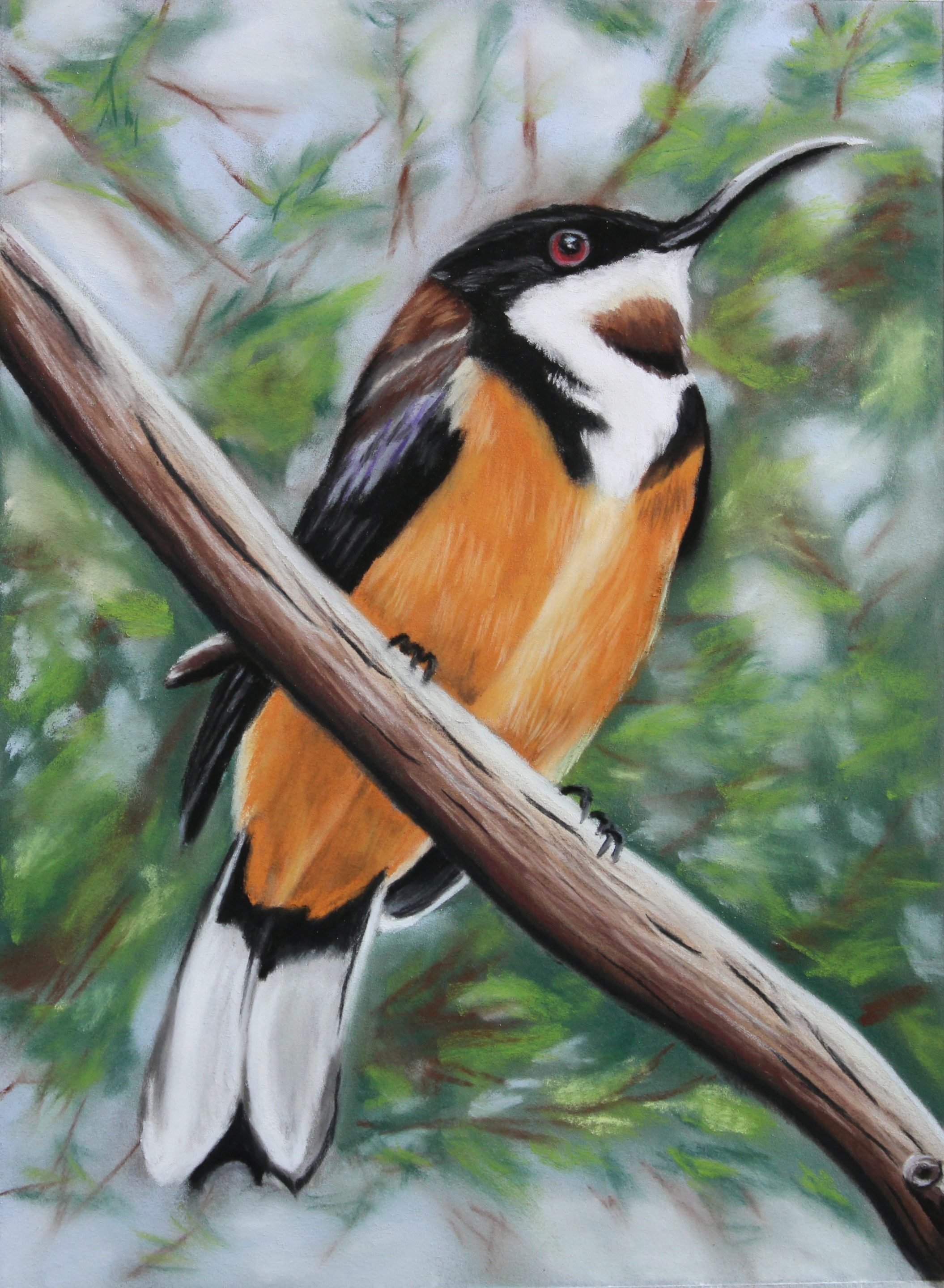 dessiner facilement un oiseau aux pastels secs plein de vie et de couleurs avec des cours en ligne par Céline Vasseur