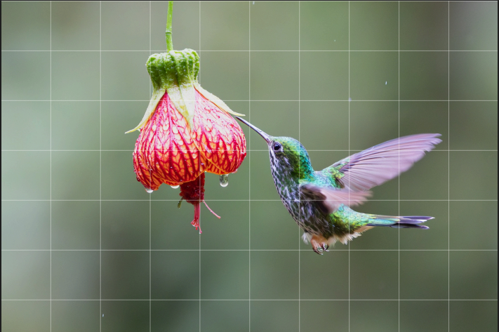 Méthode pour dessiner un oiseau colibri facilement par Céline Vasseur