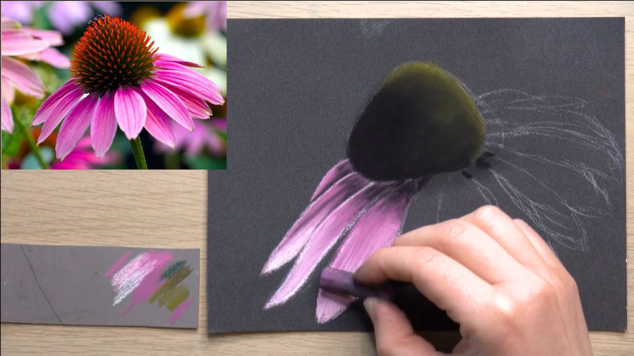 Cours offert au pastel sec d'une fleur échinacée, apprenez à peindre les pétales en couleurs