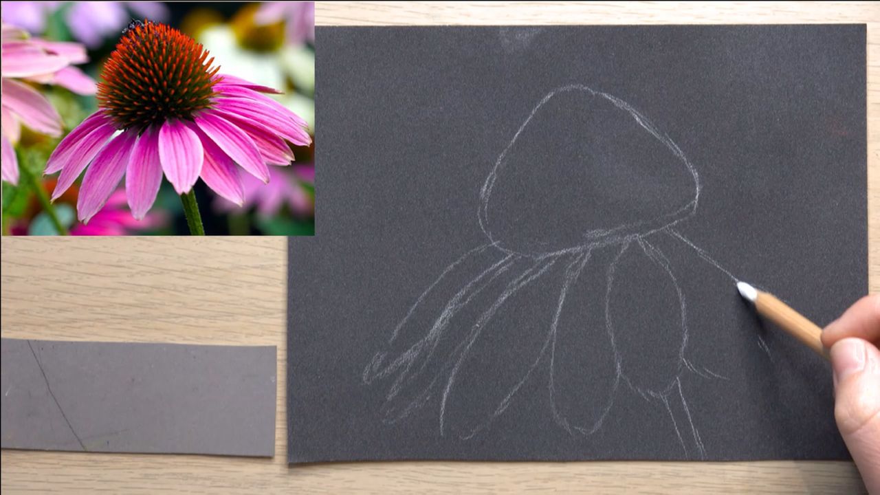 Méthode pour dessiner une fleur au pastel sec : l'esquisse