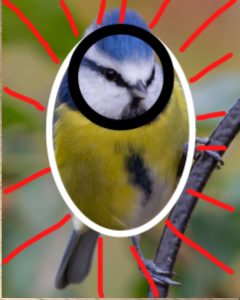 Dessiner un oiseau facilement à partir d'une image
