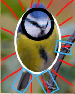 reconnaitre facilement les formes d'un oiseau pour le dessiner