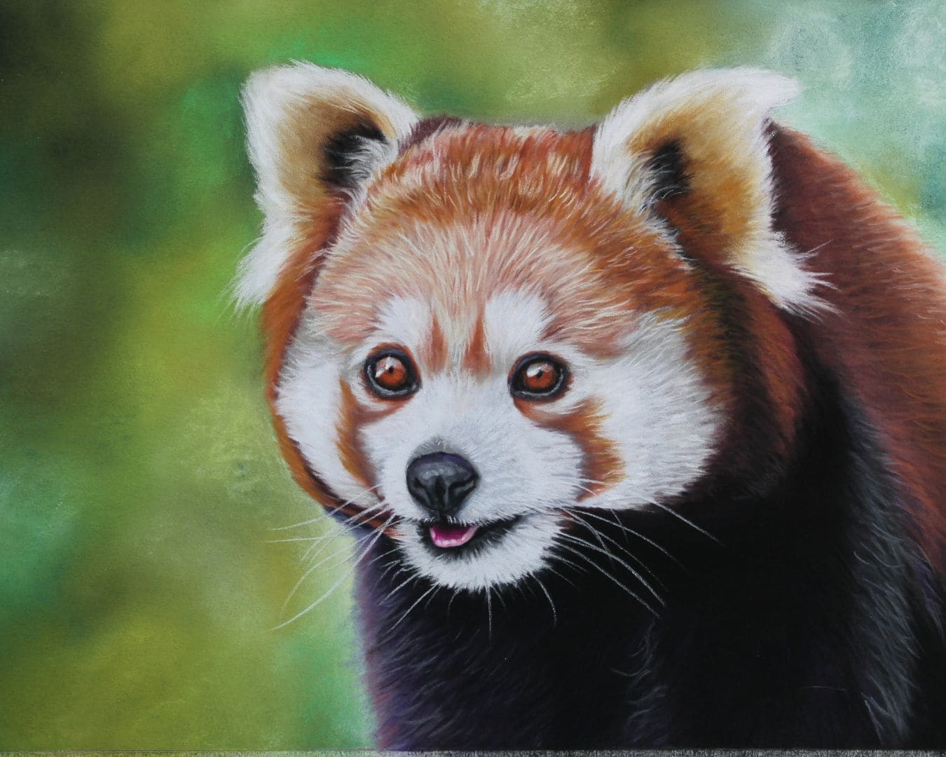 dessin de pastel sec d'un panda roux par Céline Vasseur