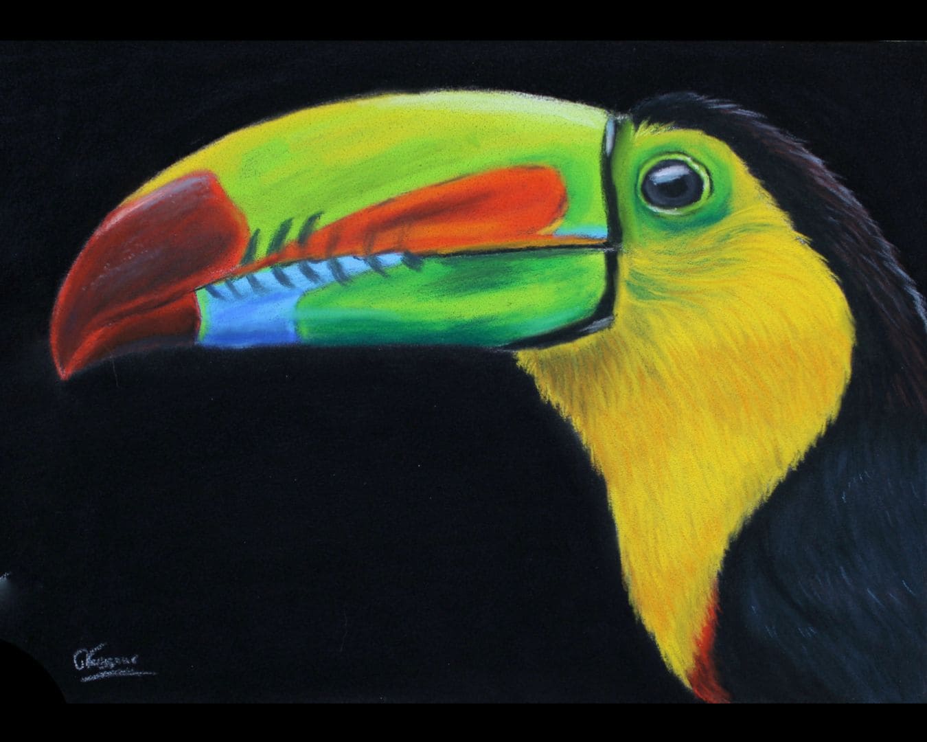 modèle photo d'un toucan au pastel sec par Céline Vasseur