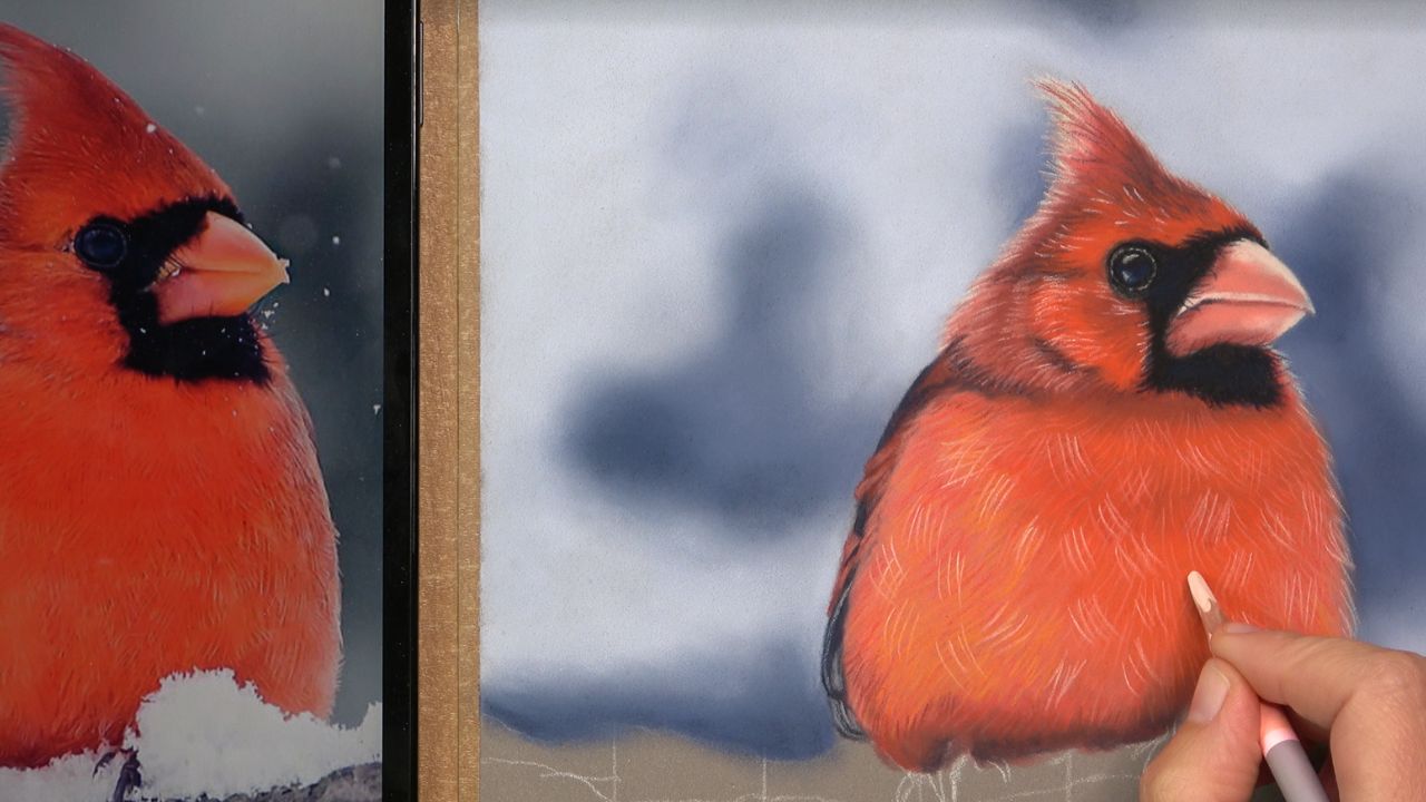Réalisation des détails du plumage rouge d'un cardinal au crayon pastel sec avec les crayons Faber-Castell Pitt et Stabilo CarbOthello.
