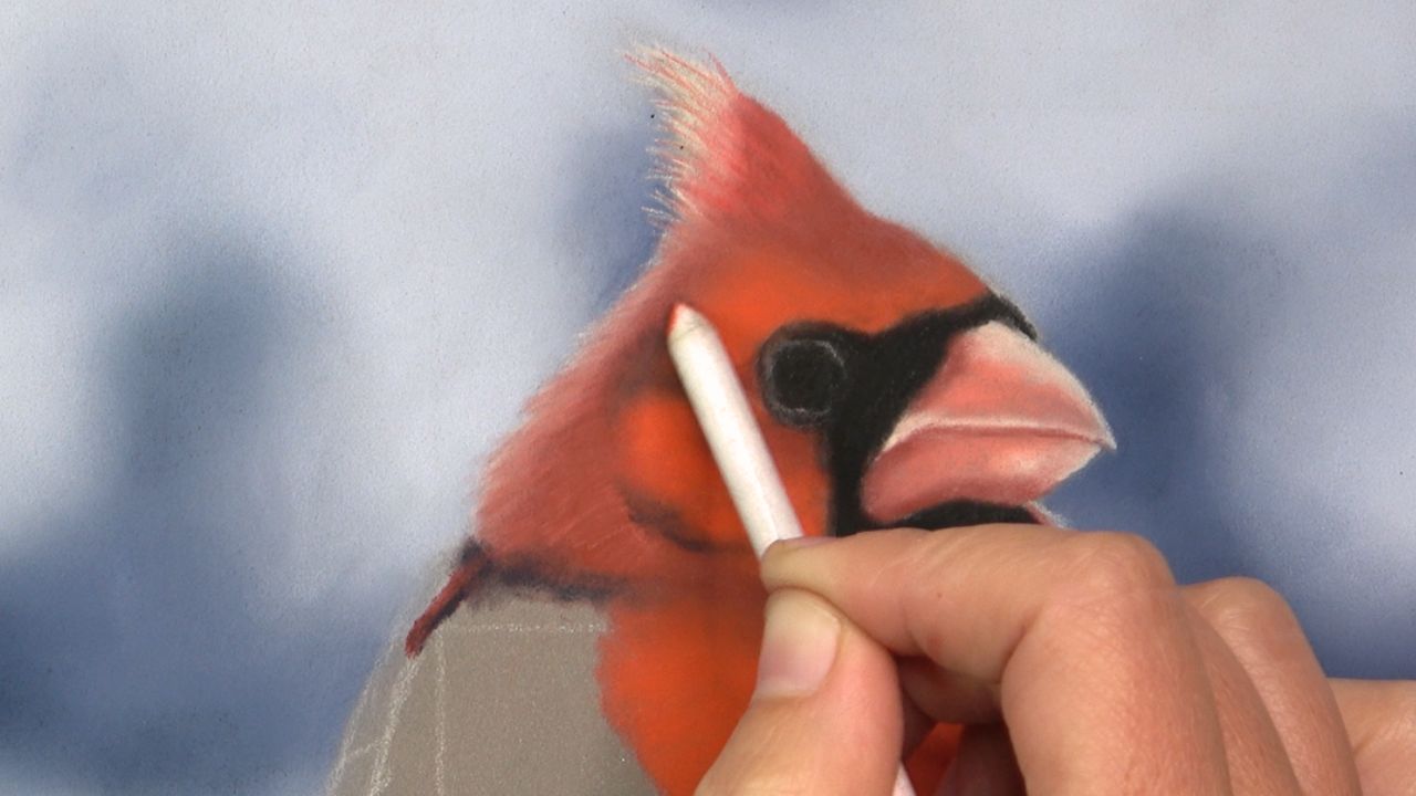 Utilisation d'une estompe en papier pour fondre les couleurs du cardinal rouge au pastel sec.