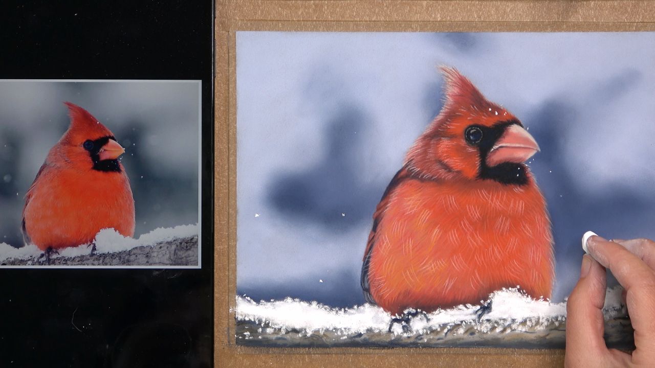 Application de neige au pastel sec avec un bâtonnet blanc Schmincke sur la branche du cardinal rouge.